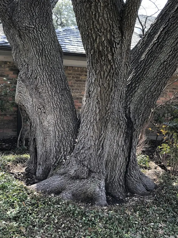 Mature heritage tree close to a Maysville property cared for by certified arborists